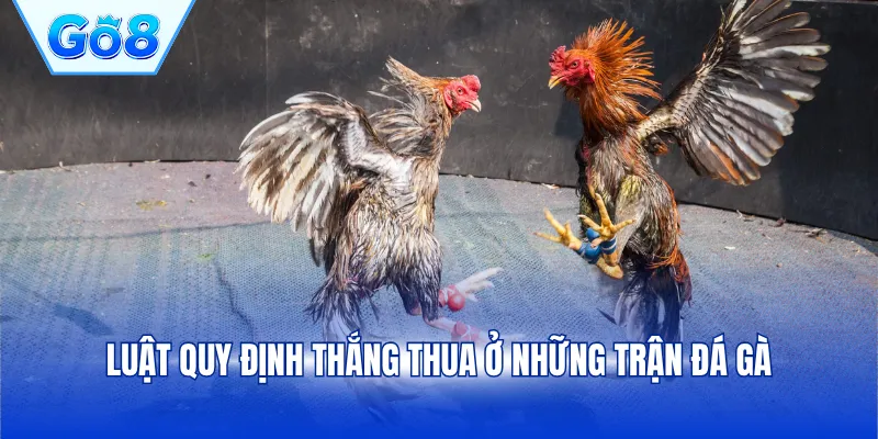 Luật quy định thắng thua ở những trận đá gà